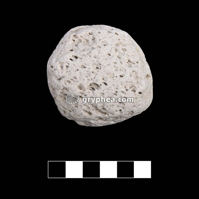 Ponce (Lac Taupo, NZ) - gryphea.com